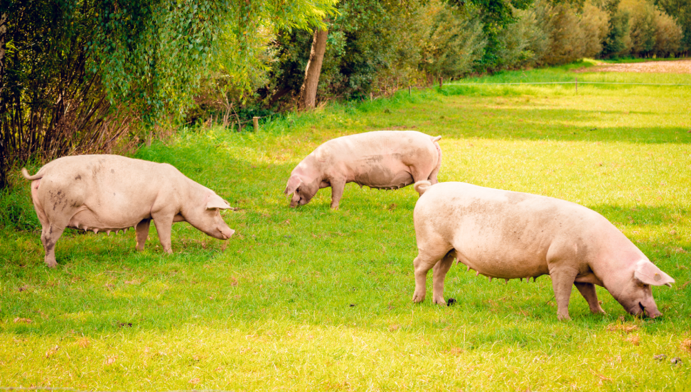 25-羟基维生素D₃——k8凯发生物革新技术创造性突破